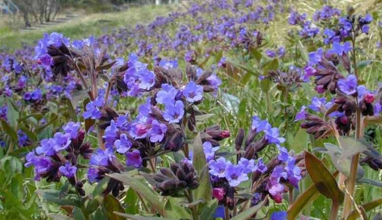 Lungwort for preparing an infusion that promotes penis enlargement